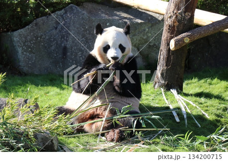 アドベンチャーワールド、和歌山県 134200715