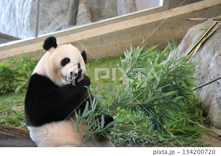 アドベンチャーワールド、和歌山県 アドベンチャーワールド、和歌山県 134200720