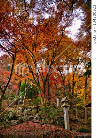 参道の美しい紅葉 134200923