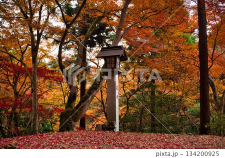 屏風絵のような秋是色 134200925