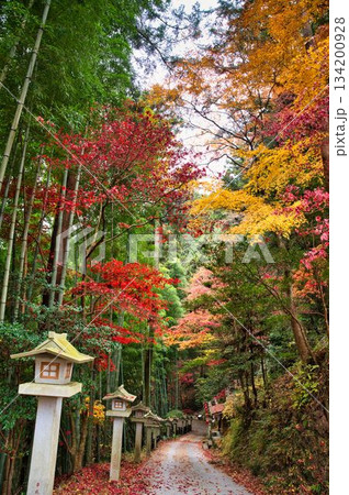 参道の灯篭と紅葉 134200928