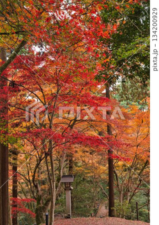 中腹の鮮やかな紅葉 134200929