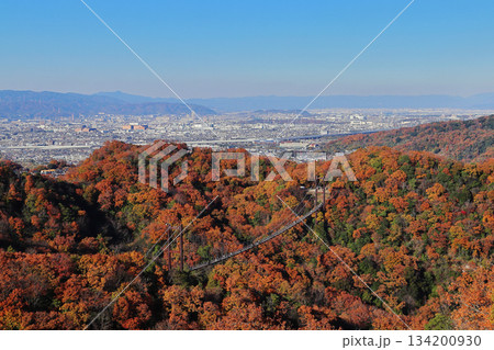 ほしだ園地の紅葉と吊り橋(大阪) ほしだ園地の紅葉と吊り橋(大阪) 134200930
