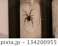 危険なセアカゴケグモの標本 危険なセアカゴケグモの標本 134200955