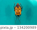 珍しいジンメンカメムシ 珍しいジンメンカメムシ 134200989