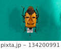 珍しいジンメンカメムシ 珍しいジンメンカメムシ 134200991