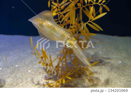 釣りで人気のアオリイカ 釣りで人気のアオリイカ 134201069