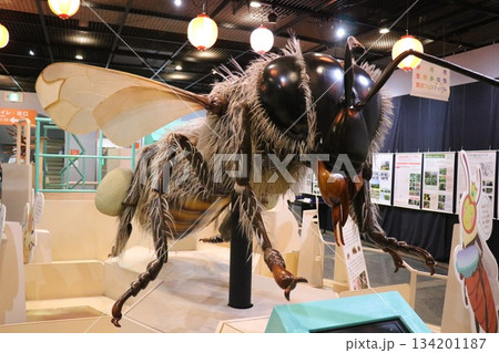 伊丹市昆虫館、兵庫県 134201187