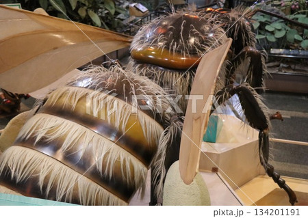 伊丹市昆虫館、兵庫県 134201191