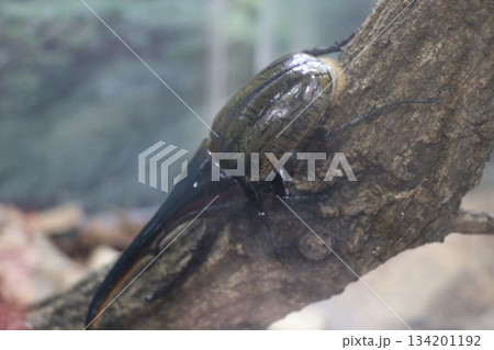 伊丹市昆虫館、兵庫県 134201192