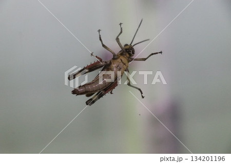 伊丹市昆虫館、兵庫県 134201196