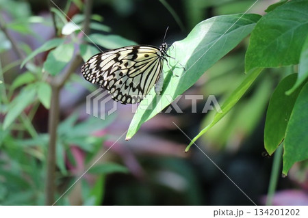 伊丹市昆虫館、兵庫県 伊丹市昆虫館、兵庫県 134201202