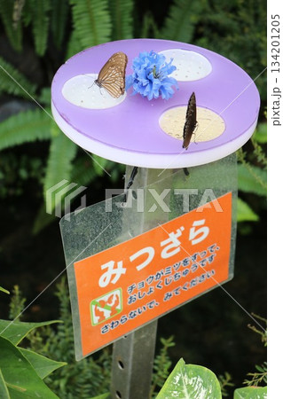 伊丹市昆虫館、兵庫県 134201205