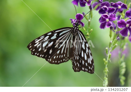 伊丹市昆虫館、兵庫県 134201207