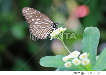 伊丹市昆虫館、兵庫県 134201210
