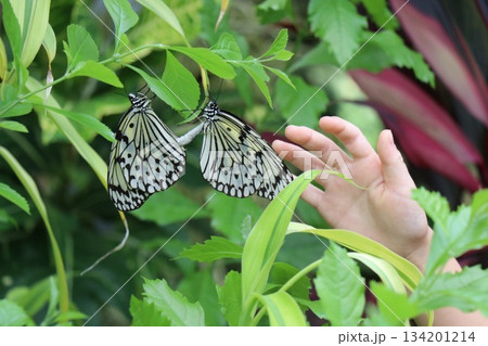 伊丹市昆虫館、兵庫県 伊丹市昆虫館、兵庫県 134201214