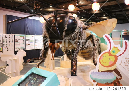 伊丹市昆虫館、兵庫県 伊丹市昆虫館、兵庫県 134201236