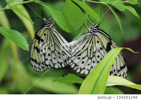 伊丹市昆虫館、兵庫県 伊丹市昆虫館、兵庫県 134201248