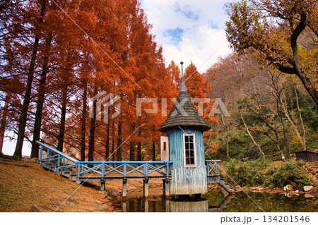 メタセコイヤの紅葉と水遊び小屋 134201546