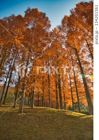 美しいメタセコイヤ林 134201561