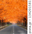 紅葉した並木道 134201581