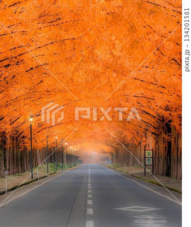 紅葉した並木道 紅葉した並木道 134201581