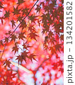 真っ赤な紅葉 134201582
