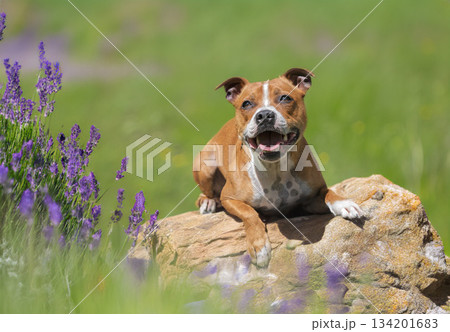 staffordshire bull terrier staffordshire bull terrier 134201683