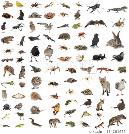 european wildlife in studio 134201685