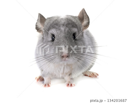 Chinchilla in studio 134201687