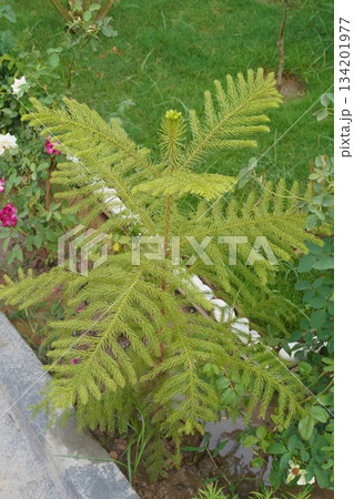 Araucaria, a Christmas tree grows in the garden. A small beautiful coniferous tree with bright green leaves and symmetrical branches that equally spaced and at the same height at all levels. Close up. 134201977
