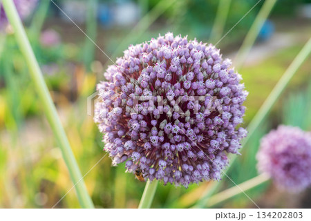ニンニクの花 134202803