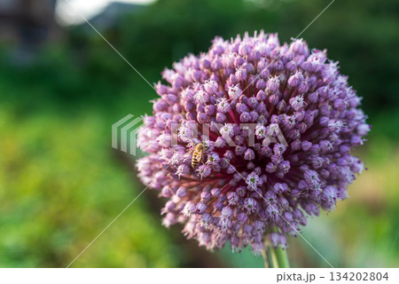 ニンニクの花 ニンニクの花 134202804