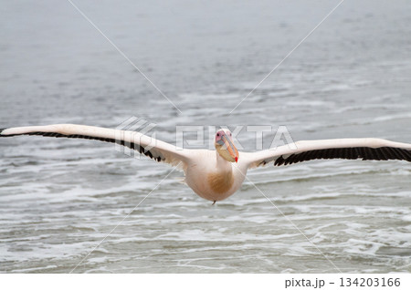 Pelican in Walvis Bay 134203166