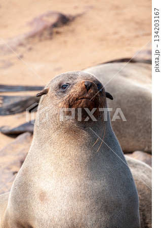 Closeup of a seal at cape cross 134203167