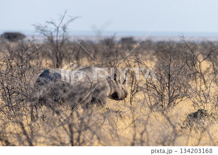 Black Rhino in Etosha Black Rhino in Etosha 134203168