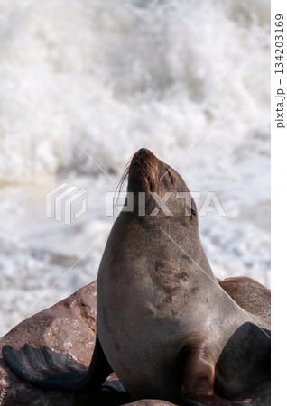 Seals at cape cross Seals at cape cross 134203169