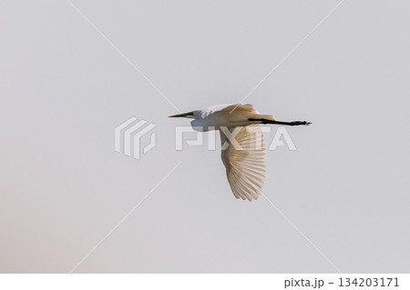 Great white egret Great white egret 134203171