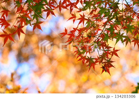 秋の紅葉 背景 134203306