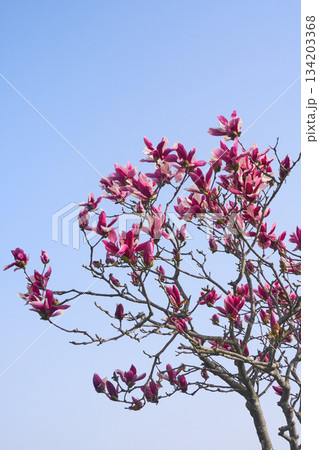 庭に咲くモクレンの花 134203368