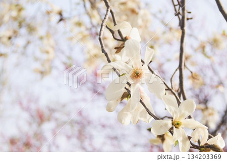 北海道の公園に咲くコブシの花 134203369