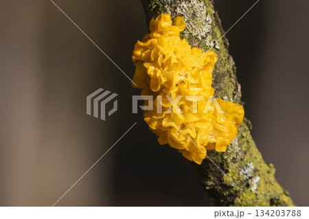 Yellow trembler fungus grows on oak tree branch in the Netherlands during springtime Yellow trembler fungus grows on oak tree branch in the Netherlands during springtime 134203788