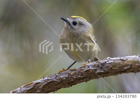 Goldcrest perched on a branch in the forest during morning light in Europe Goldcrest perched on a branch in the forest during morning light in Europe 134203790