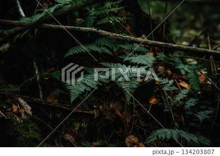 Forest autumn but still green landscape 134203807