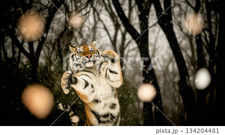 Close-up photo of an adult Amur tiger making a 134204481