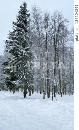 Winter snow covered forest. Tall spruce tree and surrounding winter forest covered in snow. Cold weather. Winter snow covered forest. Tall spruce tree and surrounding winter forest covered in snow. Cold weather. 134204841