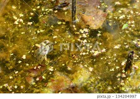 Frog in a Swampy Pond 134204997