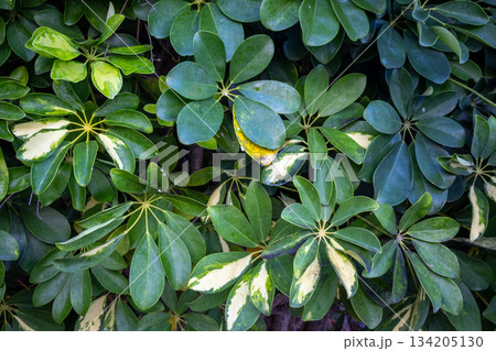 Schefflera bush in the park, Tenerife, Spain Schefflera bush in the park, Tenerife, Spain 134205130