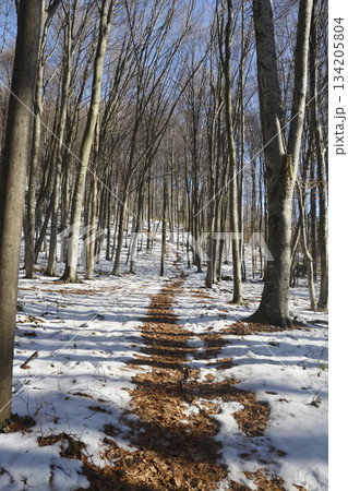 Medvednica Forest Winter Path Medvednica Forest Winter Path 134205804