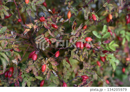Red rosehip berries on a withered bush. Red rosehip berries on a withered bush. 134205979